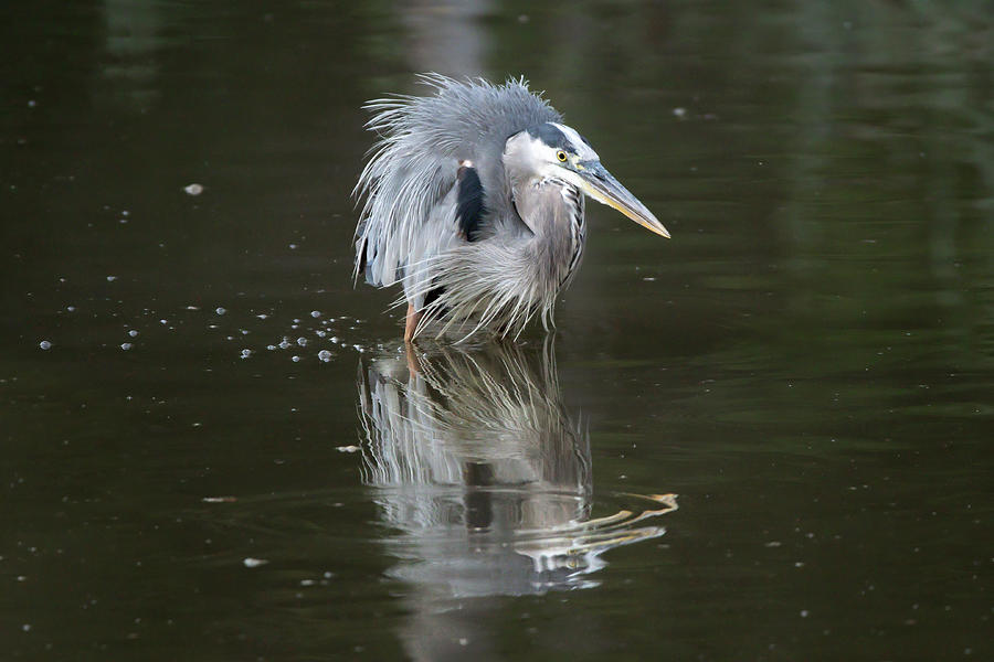 Great Blue Heron 2022 21 Photograph By Judy Tomlinson Pixels   Great Blue Heron 2022 21 Judy Tomlinson 