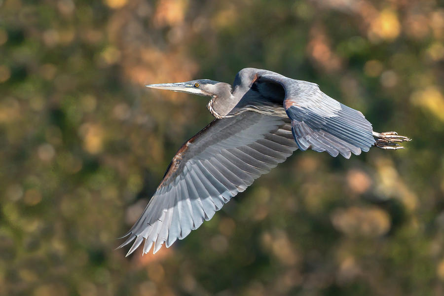 Great Blue Heron 2022 28 Photograph By Judy Tomlinson Pixels   Great Blue Heron 2022 28 Judy Tomlinson 