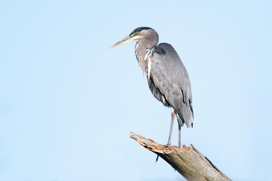 Great Blue Heron 2022 29 Photograph By Judy Tomlinson Pixels   Great Blue Heron 2022 29 Judy Tomlinson 