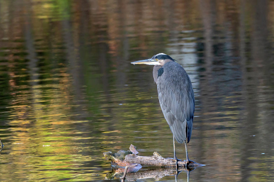 Great Blue Heron 2022 45 Photograph By Judy Tomlinson Pixels   Great Blue Heron 2022 45 Judy Tomlinson 