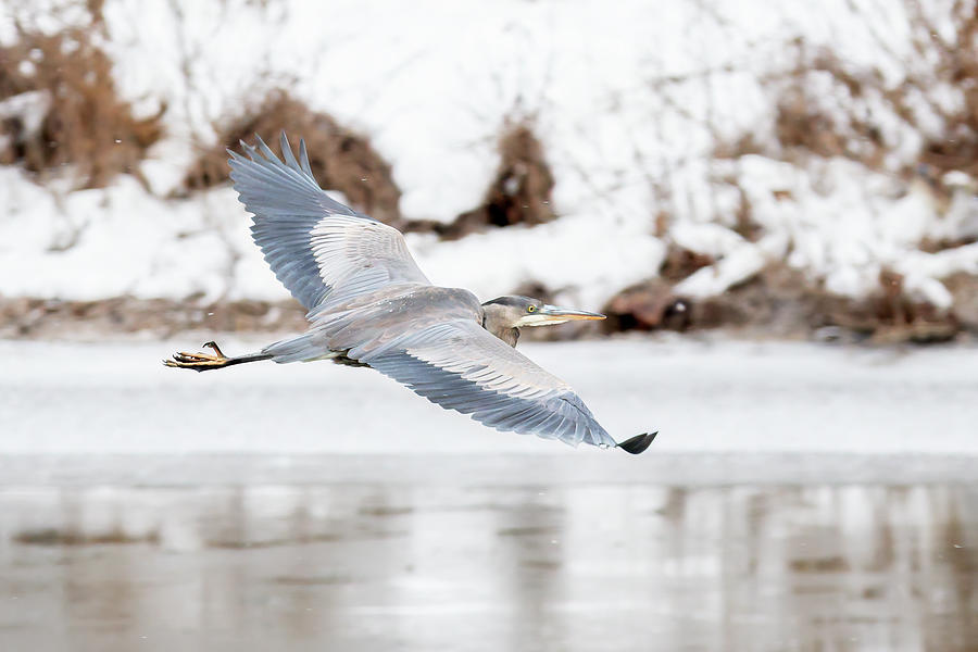 Great Blue Heron 2023 01 Photograph By Judy Tomlinson Fine Art America   Great Blue Heron 2023 01 Judy Tomlinson 