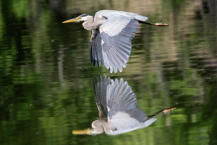 Great Blue Heron 2023 08 Photograph By Judy Tomlinson Fine Art America   Great Blue Heron 2023 08 Judy Tomlinson 