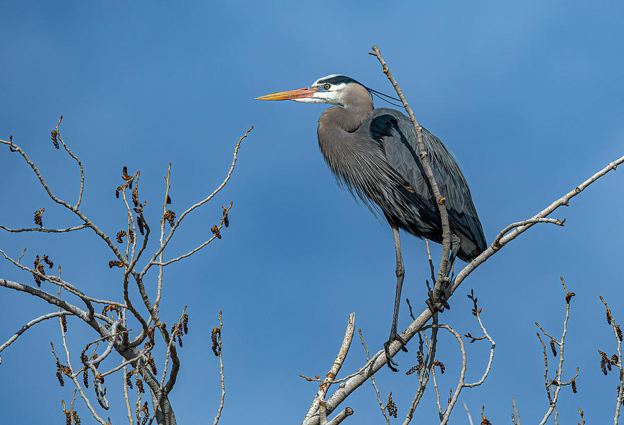 Great Blue Heron 21 Photograph by Rick Mosher