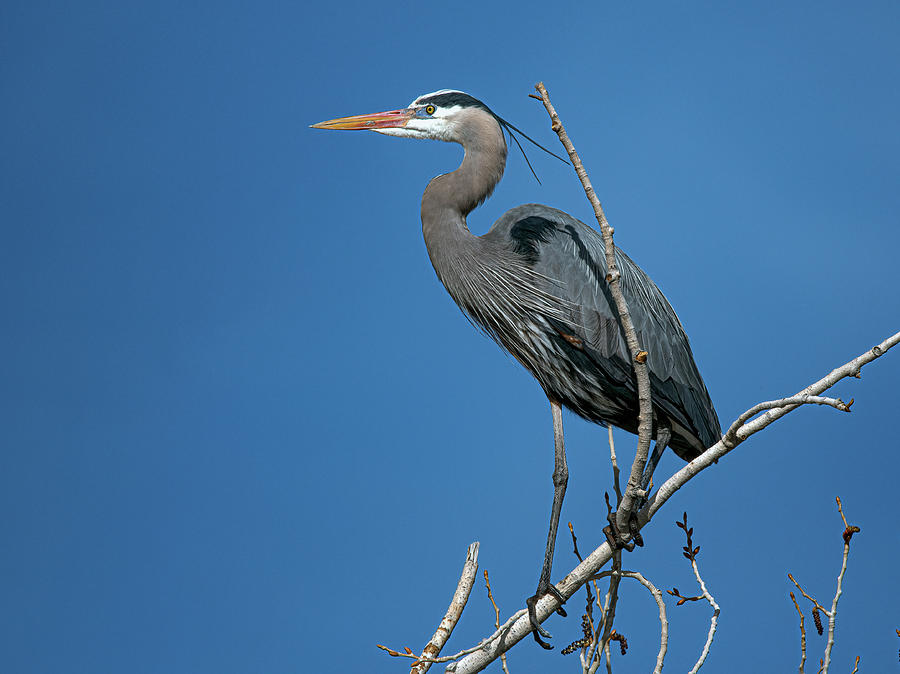 Great Blue Heron 22 Photograph by Rick Mosher