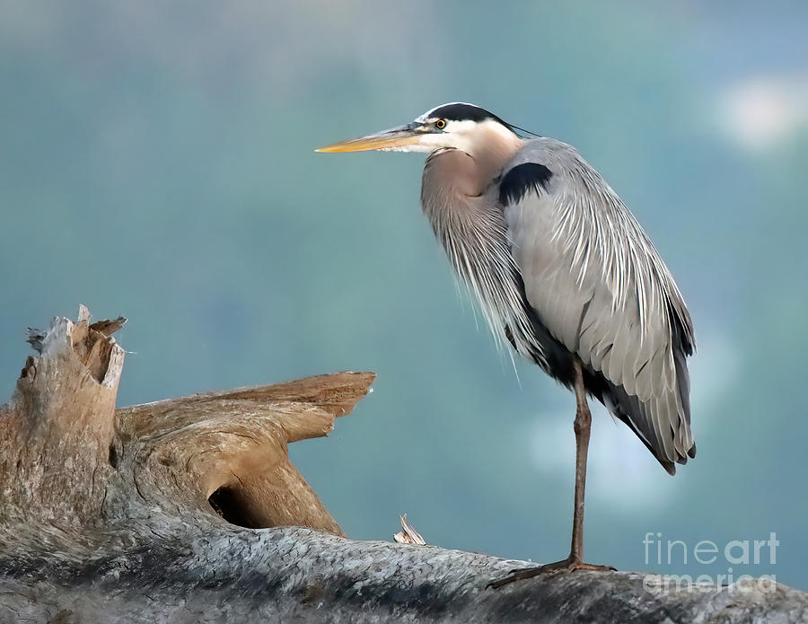 Great Blue Heron, 24 Indiana Photograph by Steve Gass | Fine Art America