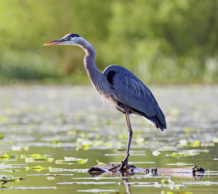 Great Blue Heron 248 Indiana Photograph by Steve Gass | Pixels