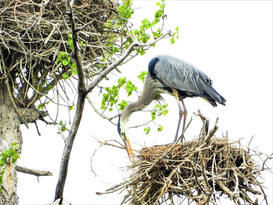 Great Blue Heron 3-9707 Photograph by Aileen Brunner - Fine Art America