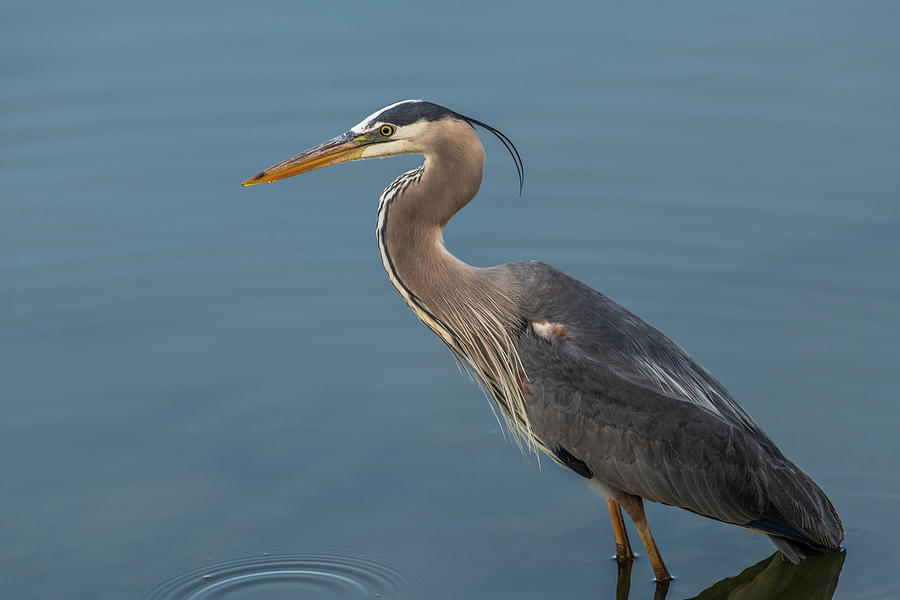 Great Blue Heron 3 Photograph by Michael Putthoff - Fine Art America