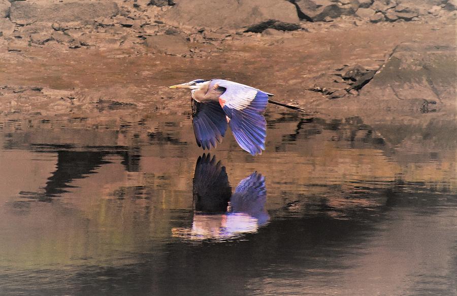 - Great Blue Heron 3 Photograph by THERESA Nye