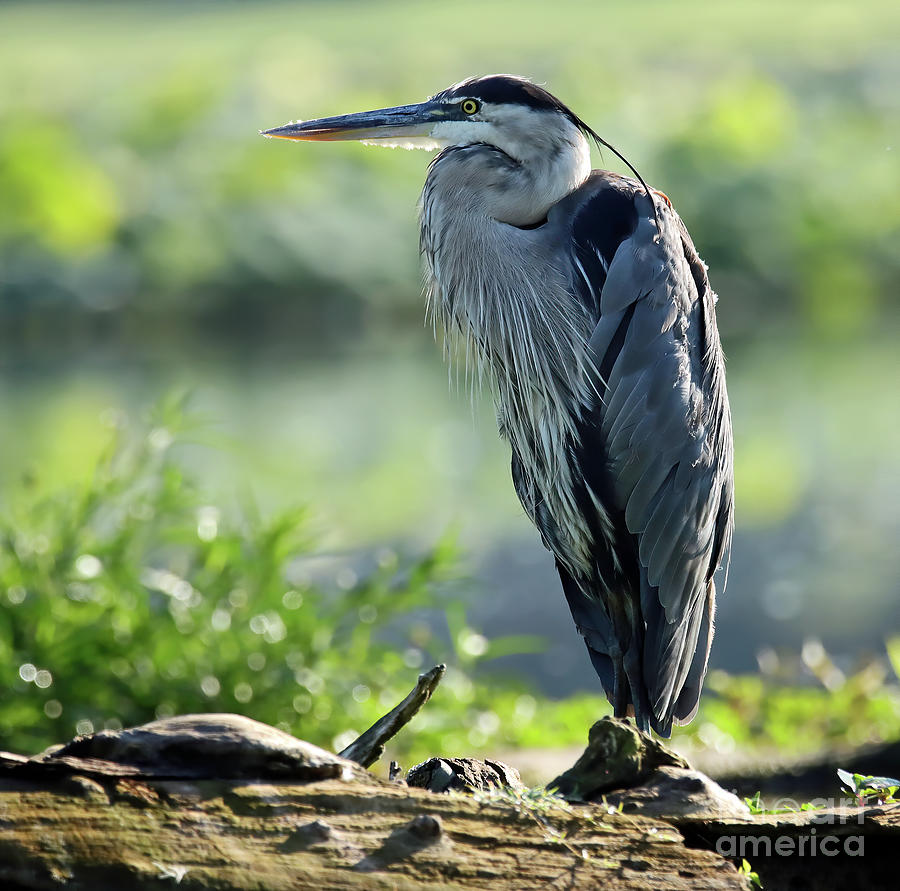 Great Blue Heron 302, Indiana Photograph by Steve Gass