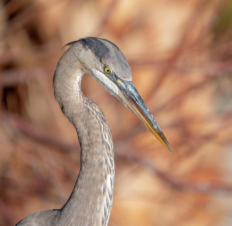Nature Photograph - Great Blue Heron 3910-012824 by Tam Ryan