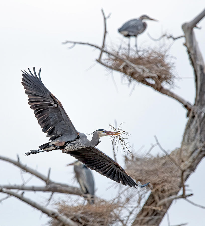 Great Blue Heron 4 Photograph by Rick Mosher