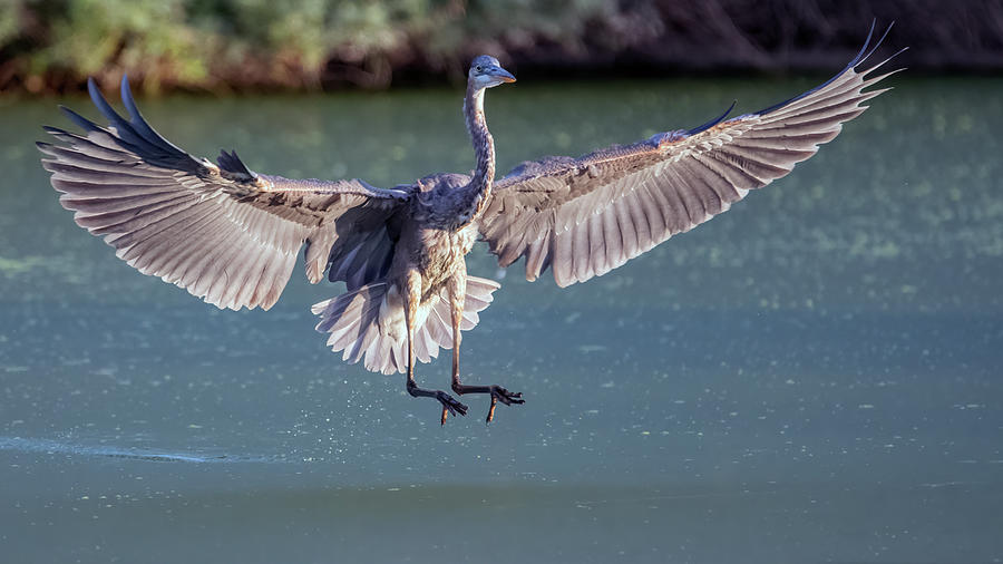 Great Blue Heron 4417-073021-2 Photograph by Tam Ryan