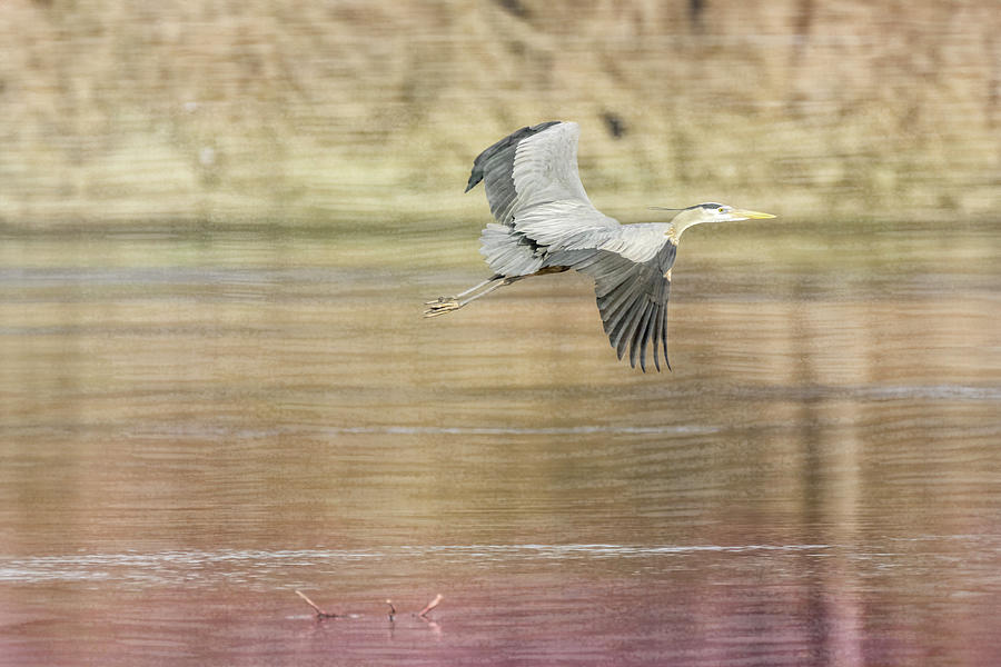 Great Blue Heron #5 - No Stick Photograph by Patti Deters