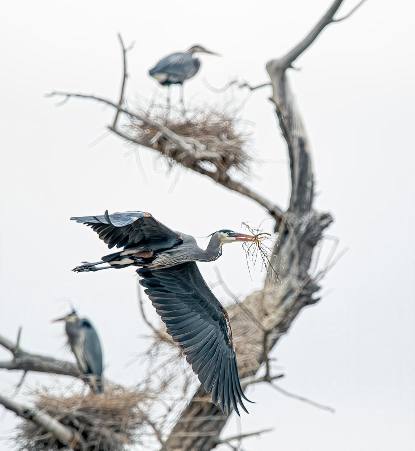 Great Blue Heron 5 Photograph by Rick Mosher