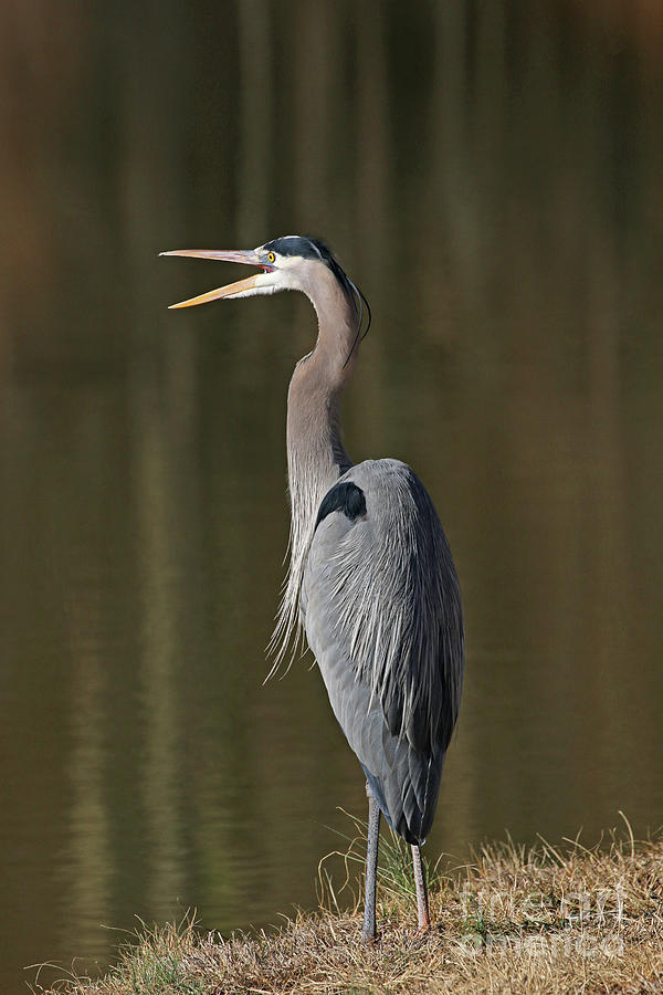 Great Blue Heron  5780 Photograph by Jack Schultz