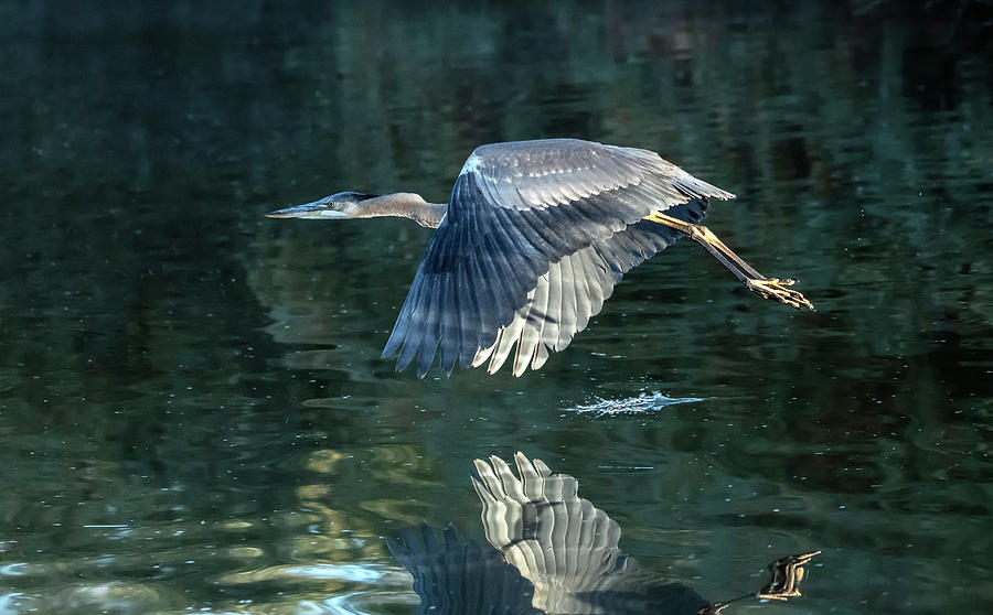 Great Blue Heron 5966-120220-2 Photograph by Tam Ryan