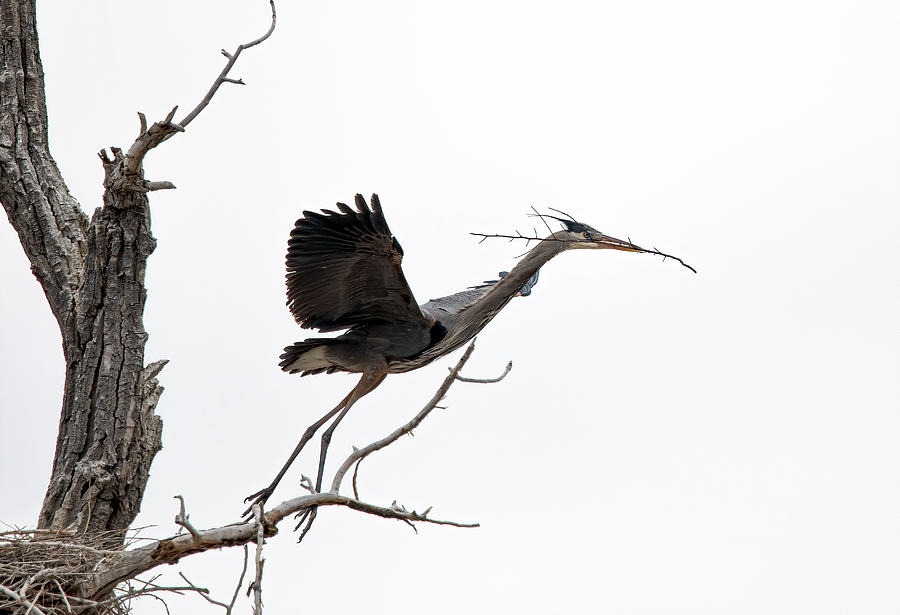 Great Blue Heron 6 Photograph by Rick Mosher