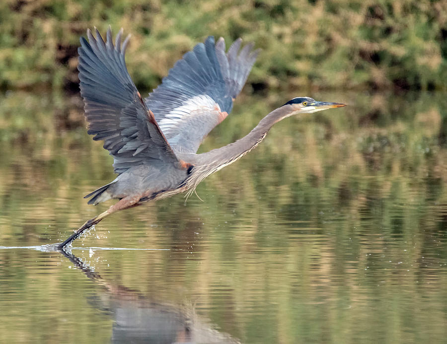Great Blue Heron 6221-112419-1 Photograph by Tam Ryan