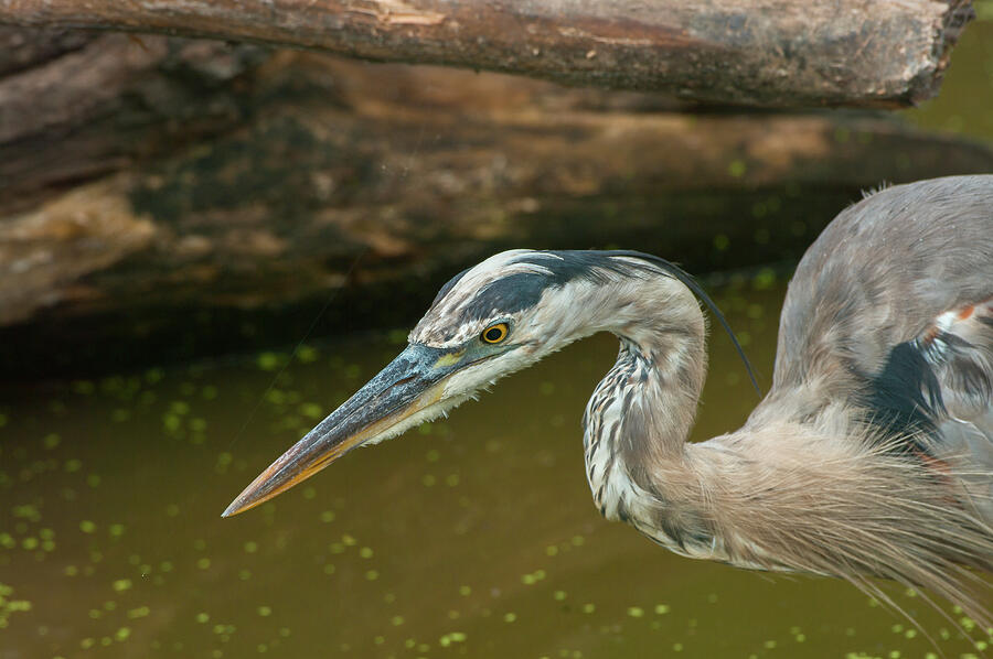 Great Blue Heron - 6855 Photograph by Jerry Owens