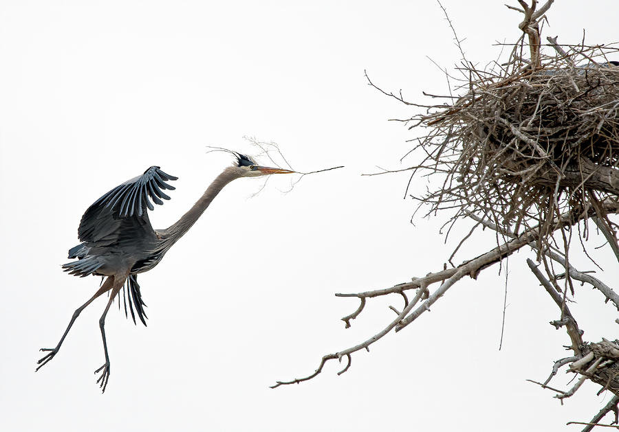 Great Blue Heron 7 Photograph by Rick Mosher