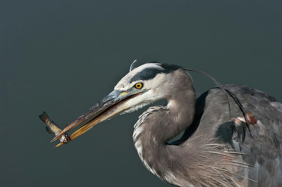 Great Blue Heron - 7345 Photograph by Jerry Owens