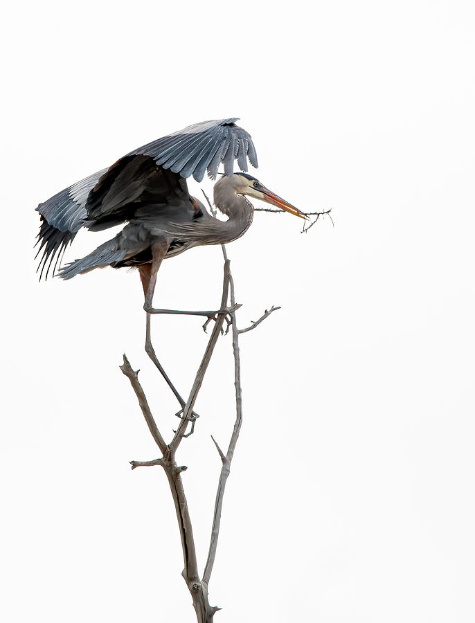 Great Blue Heron 8 Photograph by Rick Mosher