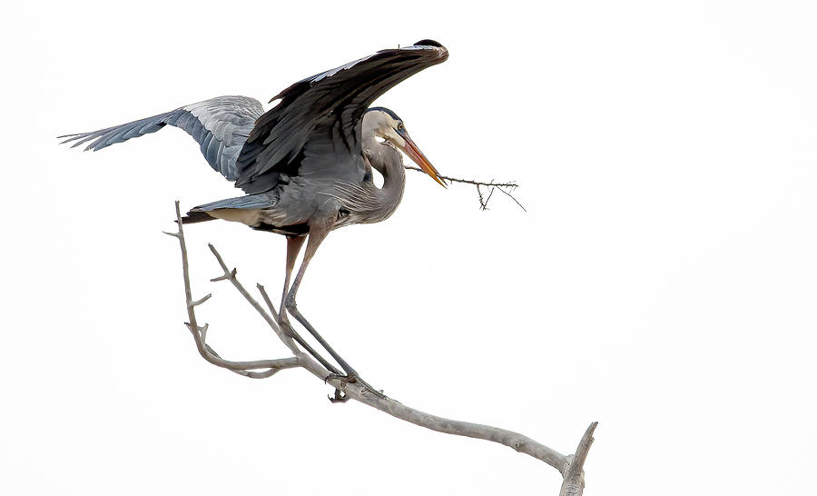 Great Blue Heron 9 Photograph by Rick Mosher