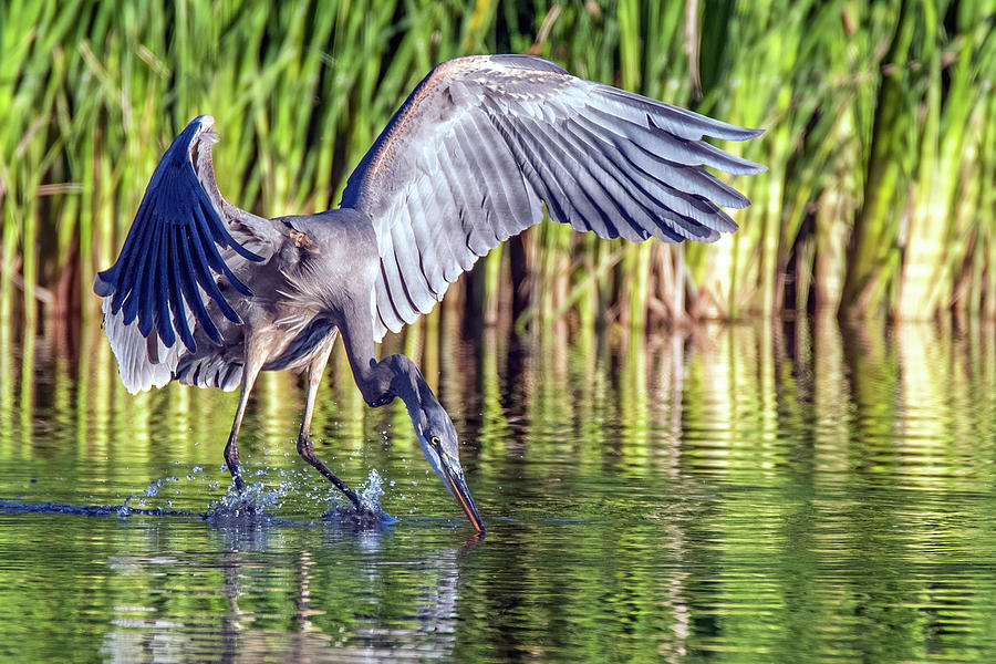 Great Blue Heron 9939-011022-2 Photograph by Tam Ryan