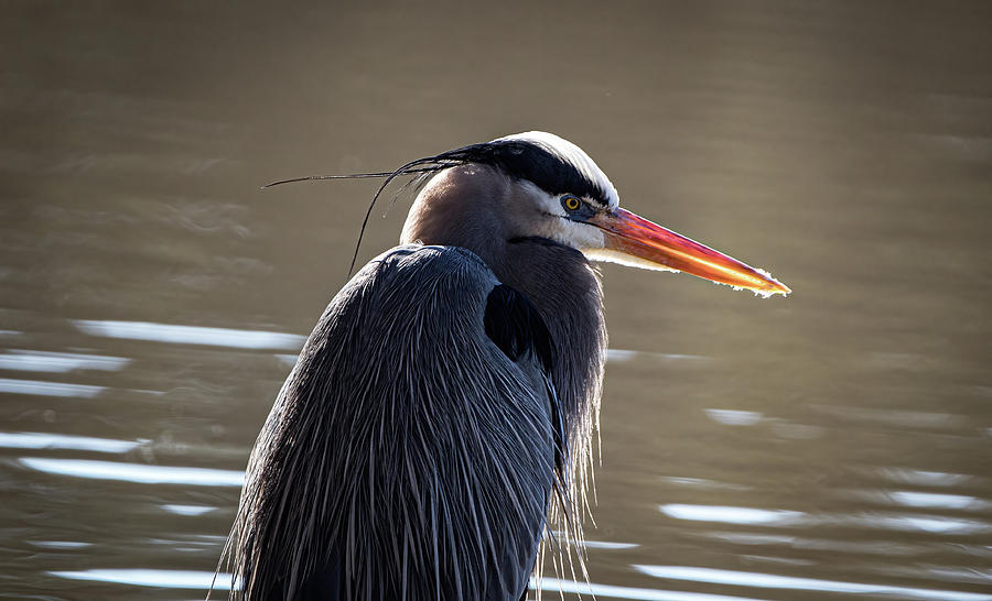 Great Blue Heron - Afternoon Glow Photograph by Chad Meyer