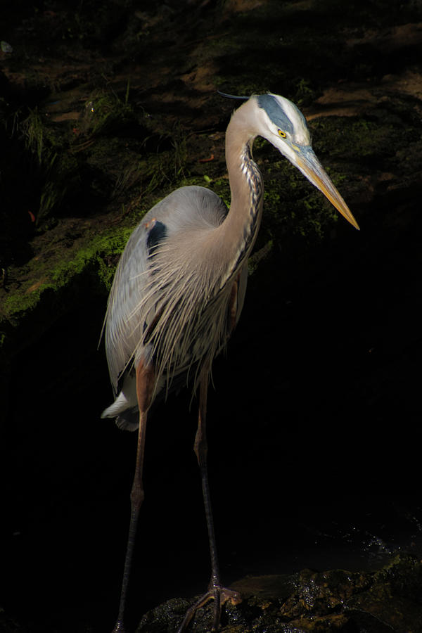 Great Blue Heron Against A Dark Background Photograph By Denise Wiese 