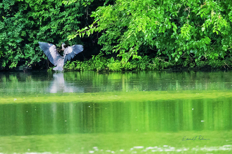 Great Blue Heron Air Brakes Photograph by Ed Peterson