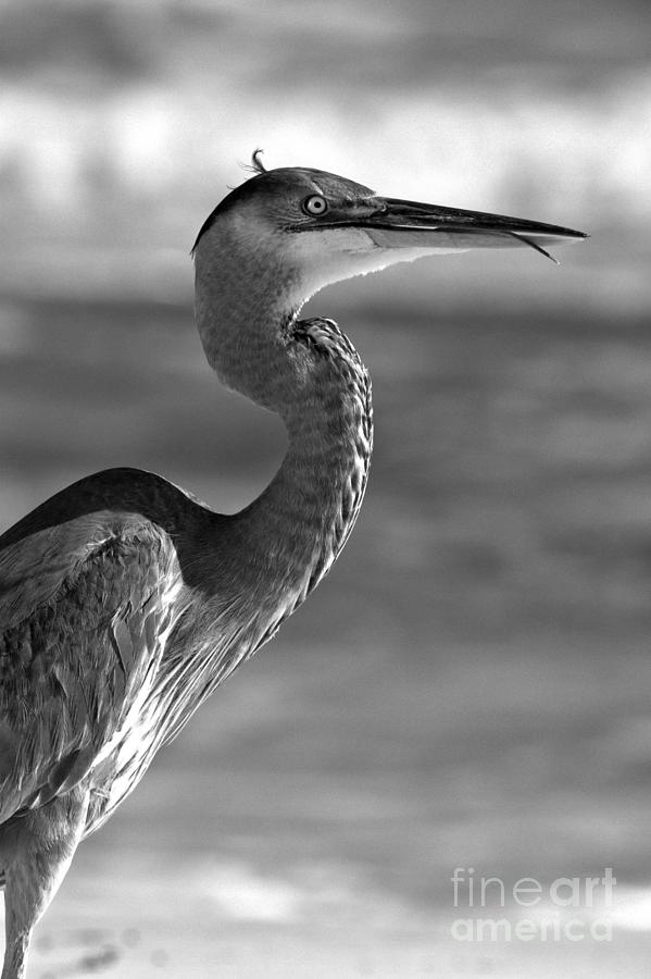 Great Blue Heron Along The Gulf Coast Black And White Photograph by Adam Jewell