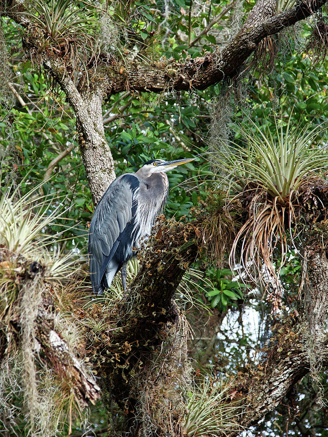 Great Blue Heron Among Epiphytes Photograph by Sally Weigand