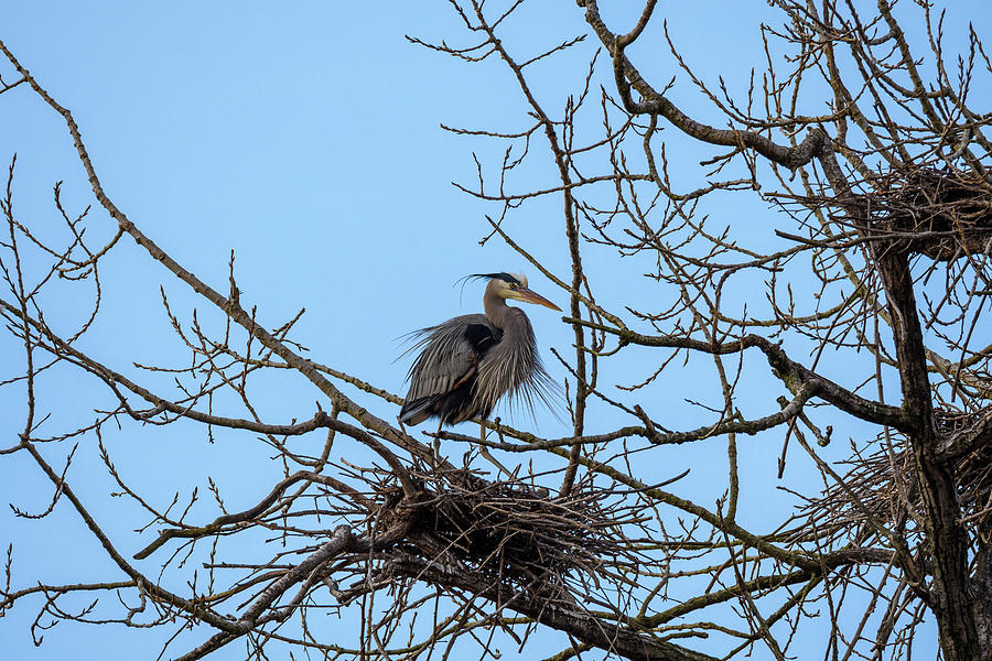 Great Blue Heron Among Nests Photograph by Paul Giglia