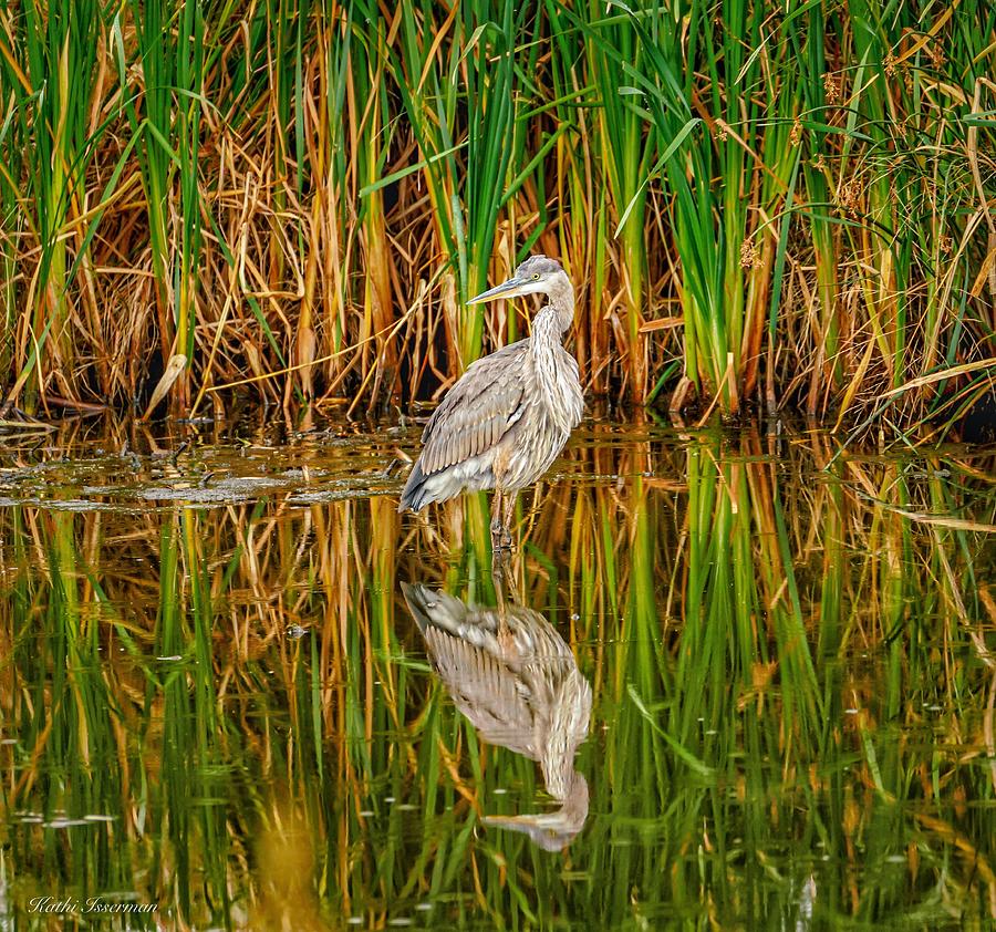 Great Blue Heron Among The Grasses Photograph By Kathi Isserman - Fine 