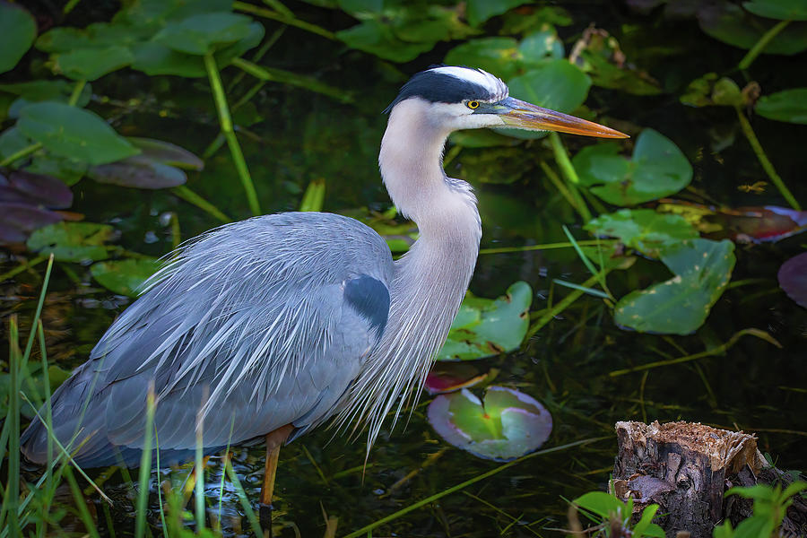 Great Blue Heron Among the Lily Pads Photograph by Mark Andrew Thomas