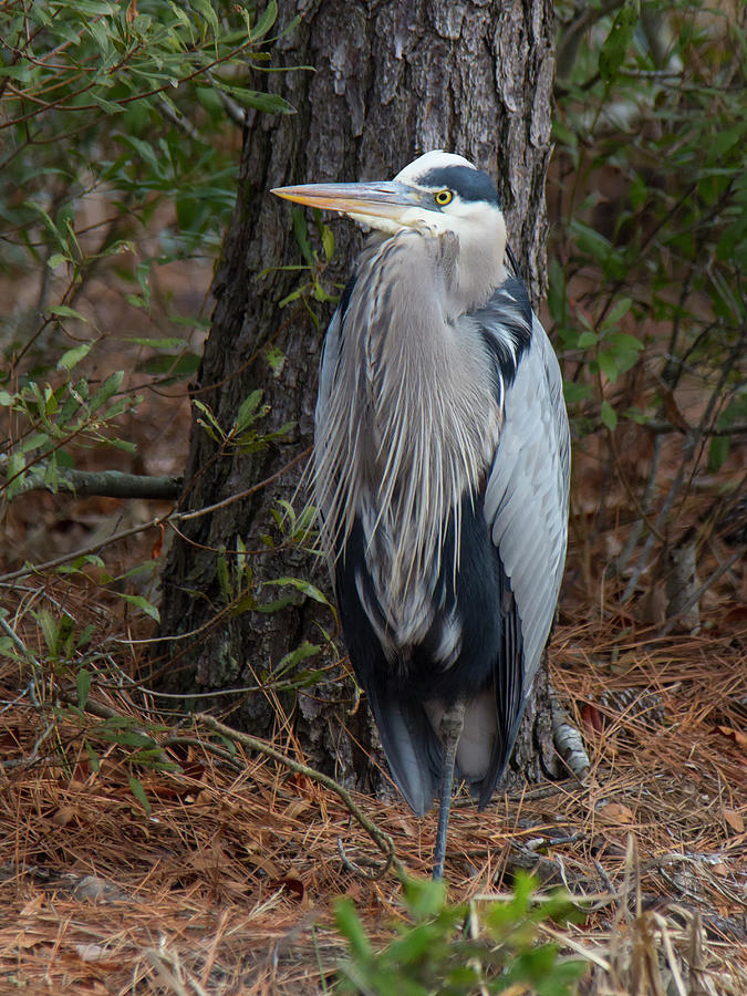 Great Blue Heron among the pines Photograph by Charles Floyd
