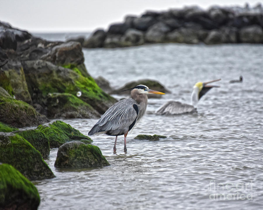 Great Blue Heron and Brown Pelican Photograph by Catherine Sherman