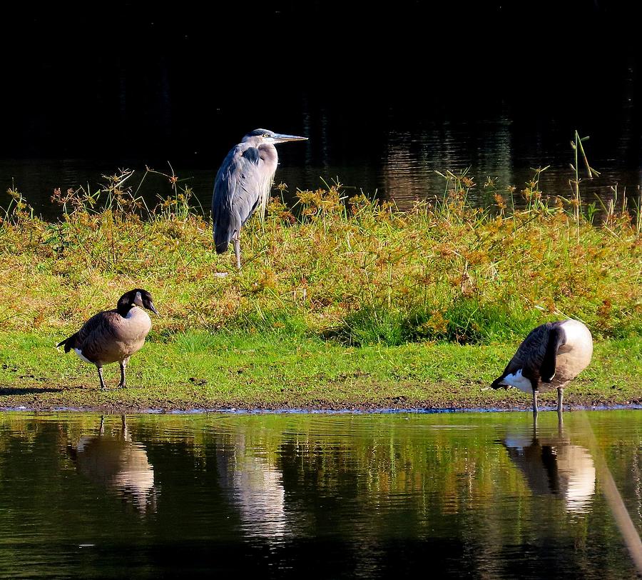 Great Blue Heron and Canada Geese at Palmyra Nature Cove Photograph by Linda Stern