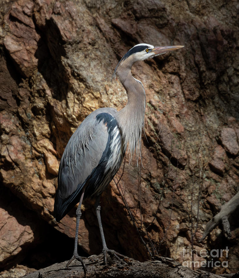 Great Blue Heron And Cliff Photograph