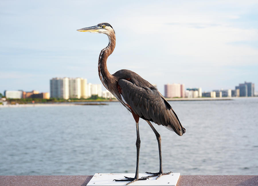 Great Blue Heron and Coastal Cityscape 2 Photograph by Marilyn Hunt