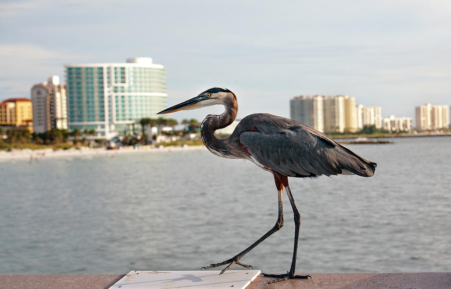 Great Blue Heron and Coastal Cityscape Photograph by Marilyn Hunt