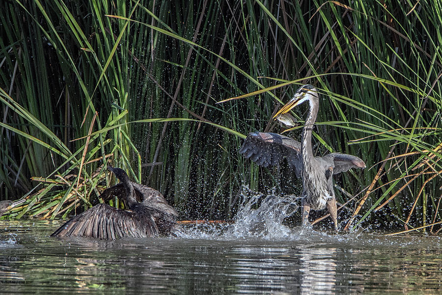 Great Blue Heron and Cormorant 0454-020421-2 Photograph by Tam Ryan