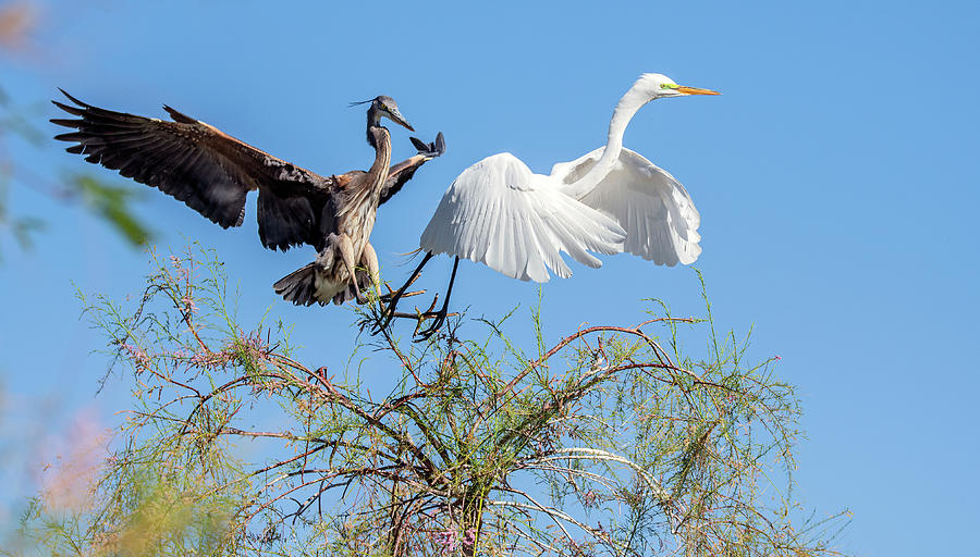 Great Blue Heron and Great Egret 1317-040921-2 Photograph by Tam Ryan