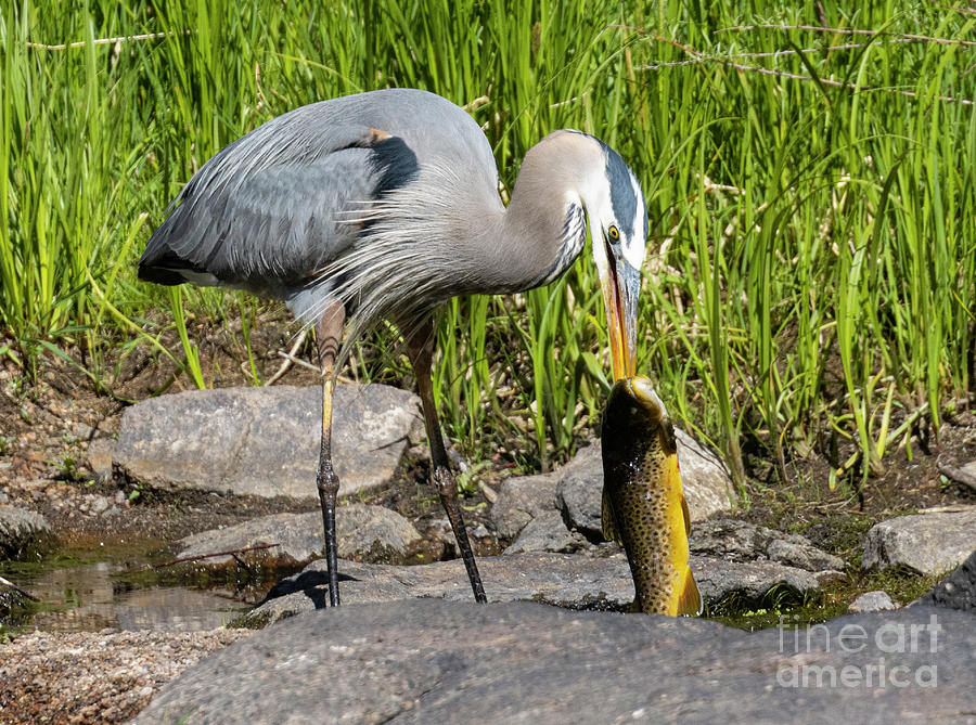 Great Blue Heron And Huge Trout Photograph