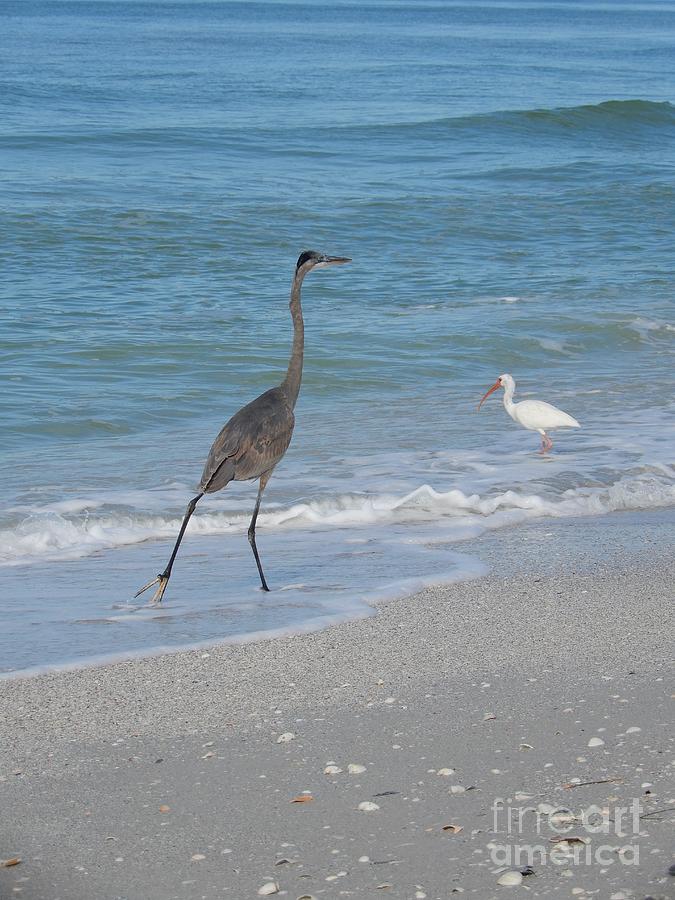 Great Blue Heron and Ibis on Beach Photograph by Carol Groenen