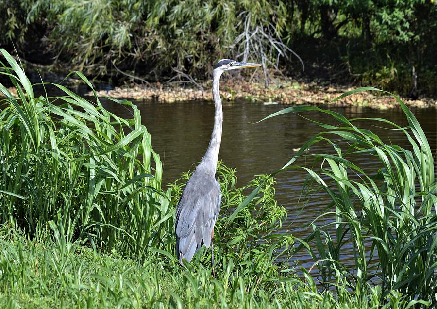 Great Blue Heron and Lush Environment Photograph by Warren Thompson