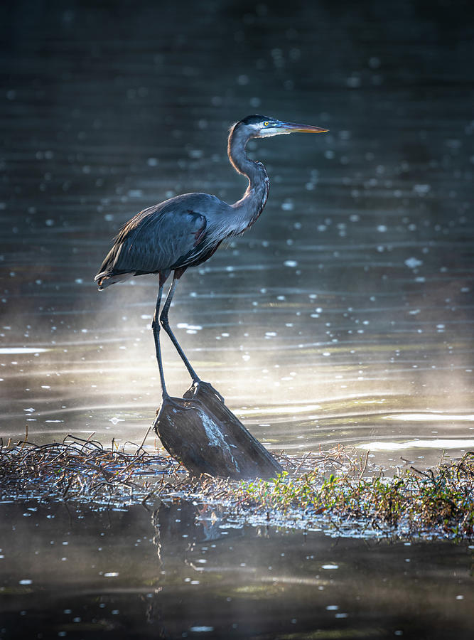 Great Blue Heron And Morning Mist Photograph by Jordan Hill Great Blue Heron And Morning Mist Photograph by Jordan Hill