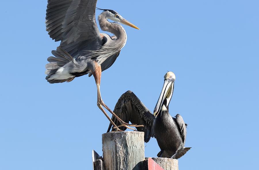 Great Blue Heron and Pelican Photograph by Mingming Jiang
